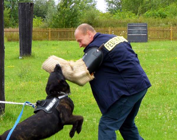 hundeausbildung